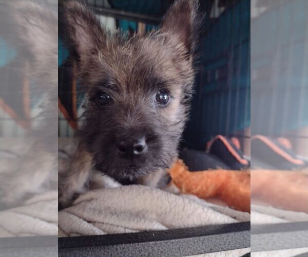 Medium Photo #1 Cairn Terrier Puppy For Sale in WHITEWOOD, SD, USA