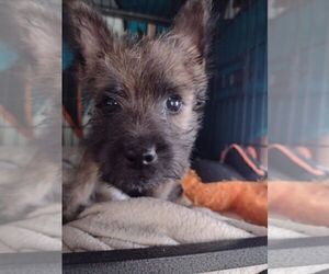 Cairn Terrier Puppy for sale in WHITEWOOD, SD, USA