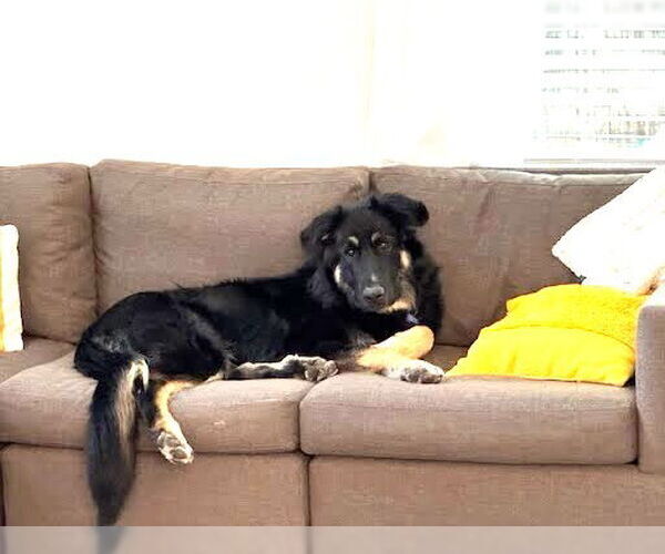 Medium Photo #3 Australian Shepherd-Unknown Mix Puppy For Sale in Winter Park, CO, USA