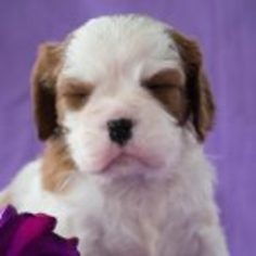 Cavalier King Charles Spaniel Puppy for sale in LEETONIA, OH, USA