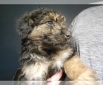 Small Photo #16 Aussiedoodle Puppy For Sale in NEW YORK MILLS, MN, USA