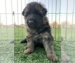 Small #11 German Shepherd Dog