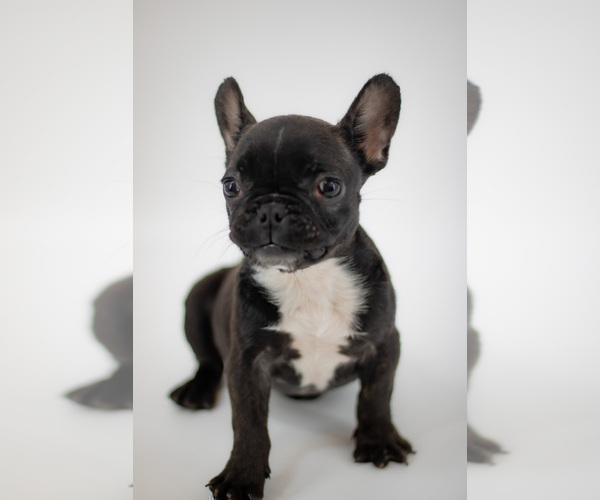 Medium Photo #4 French Bulldog Puppy For Sale in PORT SAINT LUCIE, FL, USA