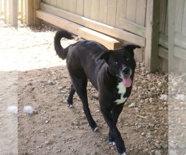Medium Photo #5 Labrador Retriever-Unknown Mix Puppy For Sale in Jackson, MS, USA