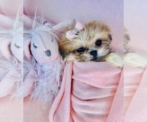 Shih Tzu Puppy for sale in ORLANDO, FL, USA