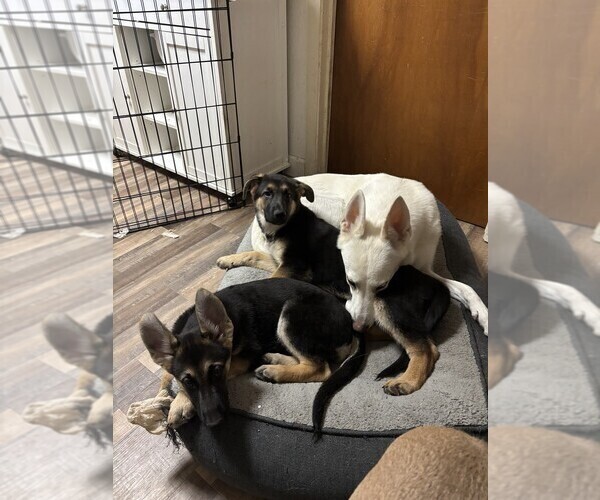 Medium Photo #4 German Shepherd Dog Puppy For Sale in SACRAMENTO, CA, USA