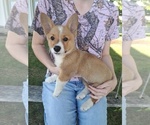 Puppy Vixy Pembroke Welsh Corgi