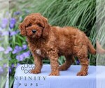 Small #2 Goldendoodle (Miniature)