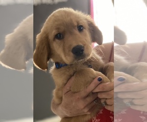 Golden Retriever Puppy for sale in YUMA, AZ, USA