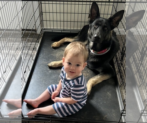 Medium Photo #1 German Shepherd Dog Puppy For Sale in SPRING HOPE, NC, USA