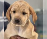 Small Photo #2 Golden Labrador Puppy For Sale in San Diego, CA, USA