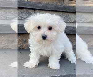 Cotonese Puppy for sale in CANOGA, NY, USA