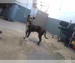 Small American Staffordshire Terrier
