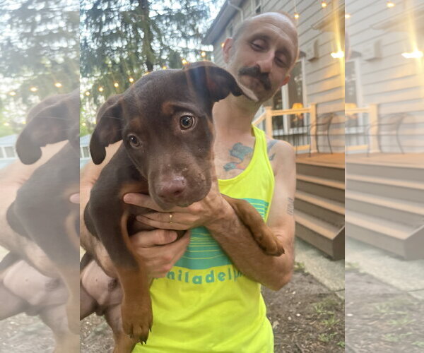 Medium Photo #3 Mutt Puppy For Sale in Mount Laurel, NJ, USA