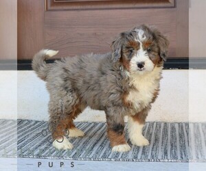 Bernedoodle (Miniature) Puppy for sale in NARVON, PA, USA