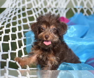 Poodle (Toy)-Yorkshire Terrier Mix Puppy for sale in ELDORADO, OH, USA