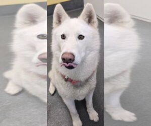 - Mix Dogs for adoption in Glen Allen, VA, USA