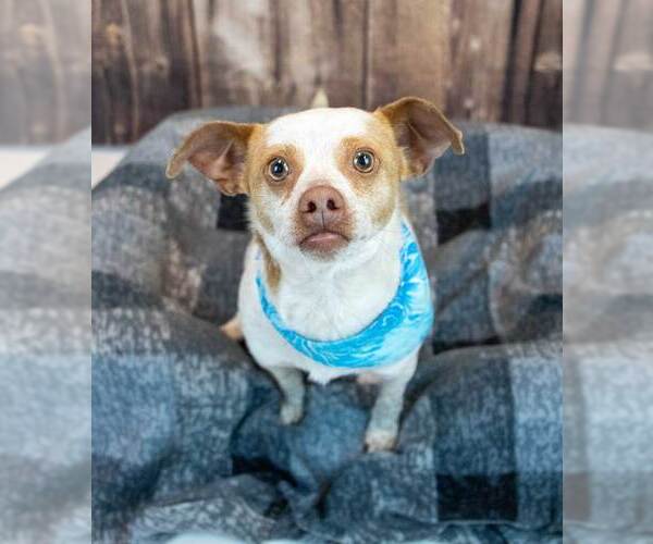 Medium Photo #6 Cheagle Puppy For Sale in Kennesaw, GA, USA