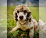 Small Poodle (Miniature) Mix