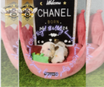 Small Photo #18 English Bulldog Puppy For Sale in ATHENS, GA, USA