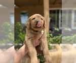 Small #1 Goldendoodle-Labrador Retriever Mix