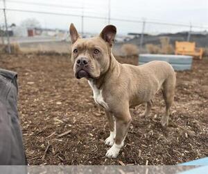 American Pit Bull Terrier-Bulldog Mix Dogs for adoption in Denver, CO, USA