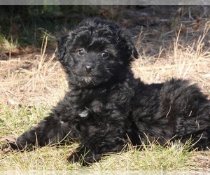 Aussiedoodle Miniature  Puppy for sale in MENDON, MI, USA