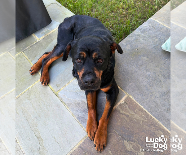 Medium Photo #10 Rottweiler-Unknown Mix Puppy For Sale in Washington, DC, USA