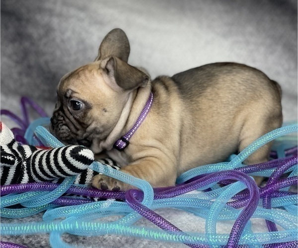 Medium Photo #8 French Bulldog Puppy For Sale in CEDAR HILL, TX, USA
