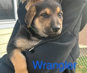 German Shepherd Dog Puppy for sale in METAMORA, MI, USA