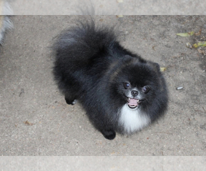 Father of the Pomeranian puppies born on 08/02/2022