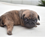 Small #3 Pug