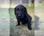 Small Photo #3 Goldendoodle Puppy For Sale in LA MESA, CA, USA