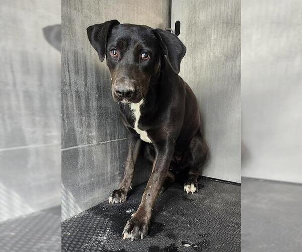 Medium Photo #1 Labrador Retriever-Unknown Mix Puppy For Sale in San Antonio, TX, USA