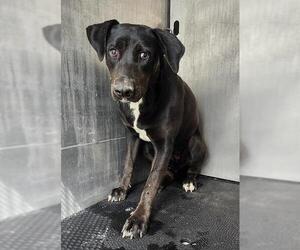 Labrador Retriever-Unknown Mix Dogs for adoption in San Antonio, TX, USA