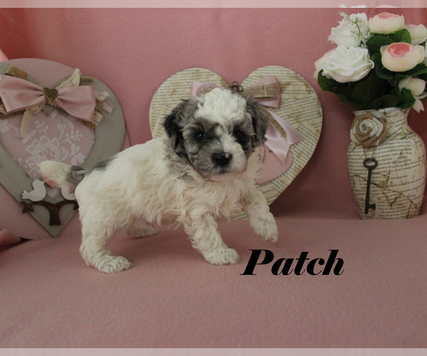 Medium Photo #12 Poodle (Toy) Puppy For Sale in CHANUTE, KS, USA