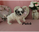 Small #11 Poodle (Toy)