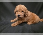 Small #2 Goldendoodle