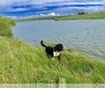 Small Photo #11 Portuguese Water Dog Puppy For Sale in REXBURG, ID, USA