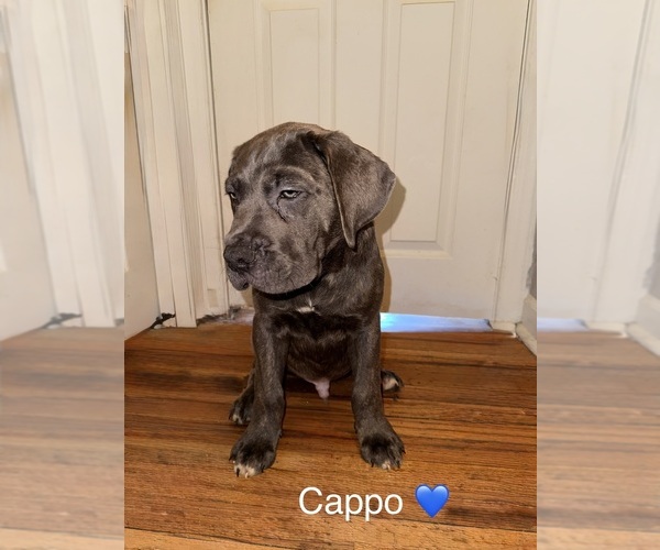 Medium Photo #1 Cane Corso Puppy For Sale in PHILADELPHIA, PA, USA