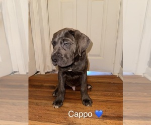 Medium Cane Corso