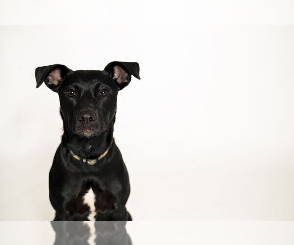 Medium Photo #9 Labrador Retriever-Unknown Mix Puppy For Sale in Holly Springs, NC, USA