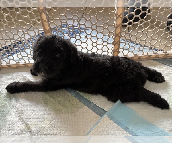 Medium Photo #1 Schnoodle (Giant) Puppy For Sale in AUBURNDALE, FL, USA