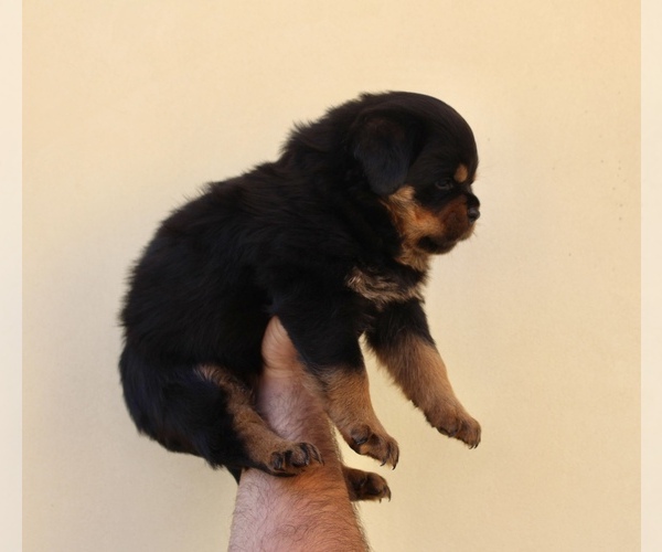 Medium Photo #10 Rottweiler Puppy For Sale in LA TUNA CANYON, CA, USA