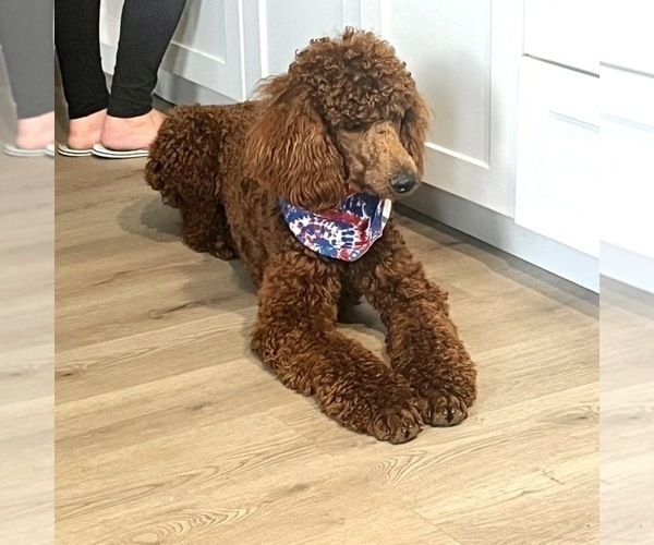 Medium Photo #1 Poodle (Standard) Puppy For Sale in MODESTO, CA, USA