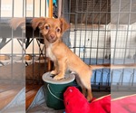Small #1 Mutt