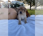 Small Photo #2 Labrador Retriever Puppy For Sale in LITITZ, PA, USA