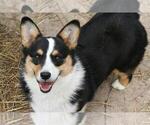 Small Photo #1 Pembroke Welsh Corgi Puppy For Sale in WOODMAN, WI, USA