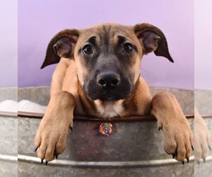 Basenji-Black Mouth Cur Mix Dogs for adoption in Sheridan, CO, USA