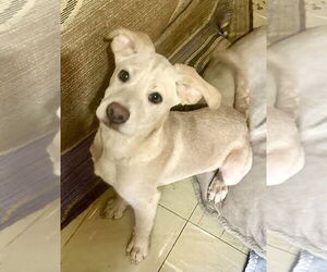 Labrador Retriever-Unknown Mix Dogs for adoption in San Diego, CA, USA
